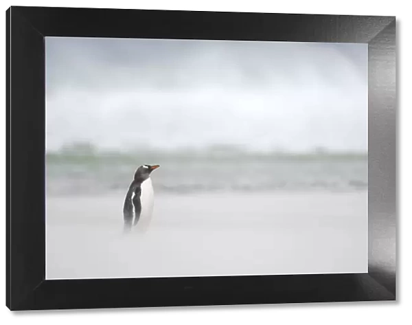 Gentoo Penguin {Pygoscelis papua} on sandy beach, with ocean in background, Falkland