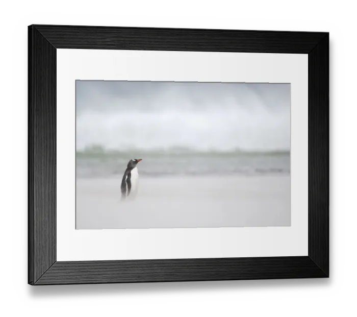 Framed Print : Gentoo Penguin {Pygoscelis papua} on sandy beach, with ocean in background, Falkland Framed Print : Gentoo Penguin {Pygoscelis papua} on sandy beach, with ocean in background, Falkland