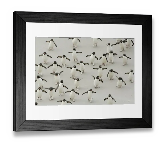 Framed Print : Group of Rockhopper penguins {Eudyptes chrysocome} walking on beach, wings spread Framed Print : Group of Rockhopper penguins {Eudyptes chrysocome} walking on beach, wings spread