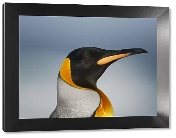 King penguin {Aptenodytes patagonicus} head profile, Falkland Islands