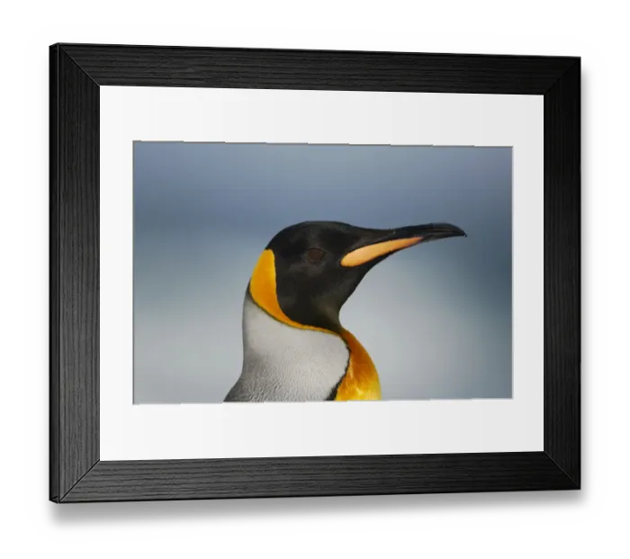 Framed Print : King penguin {Aptenodytes patagonicus} head profile, Falkland Islands Framed Print : King penguin {Aptenodytes patagonicus} head profile, Falkland Islands
