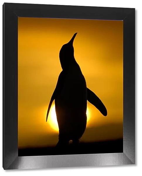 Silhouette of King penguin {Aptenodytes patagonicus} standing tall during display