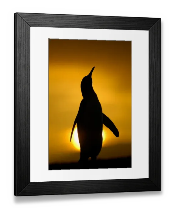 Framed Print : Silhouette of King penguin {Aptenodytes patagonicus} standing tall during display Framed Print : Silhouette of King penguin {Aptenodytes patagonicus} standing tall during display