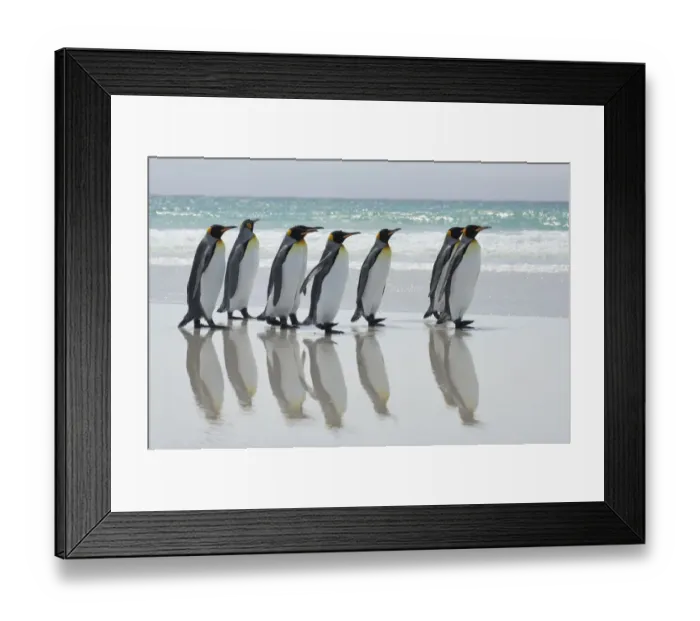 Framed Print : Group of King penguins {Aptenodytes patagonicus} walking in line along beach with Framed Print : Group of King penguins {Aptenodytes patagonicus} walking in line along beach with