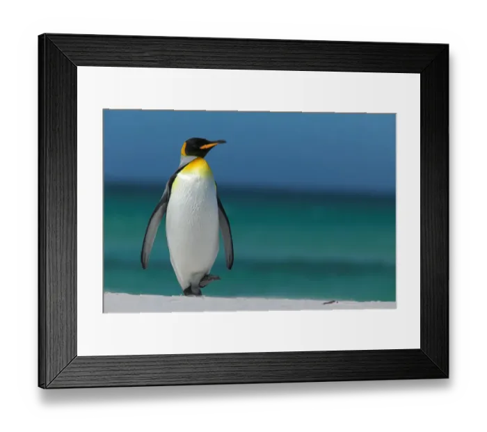 Framed Print : King penguin walking on beach (Aptenodytes patagonicus) Falkland Islands Framed Print : King penguin walking on beach (Aptenodytes patagonicus) Falkland Islands