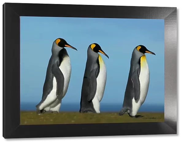 King penguin courtship (Aptenodytes patagonicus) Falkland Islands