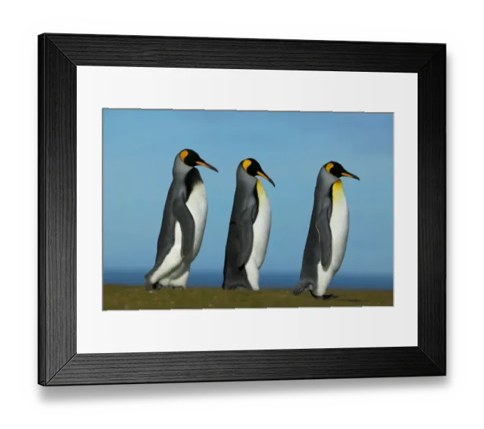 Framed Print : King penguin courtship (Aptenodytes patagonicus) Falkland Islands Framed Print : King penguin courtship (Aptenodytes patagonicus) Falkland Islands