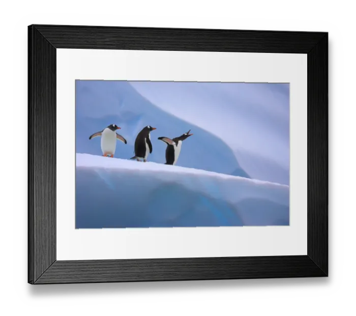 Framed Print : Gentoo penguins on iceberg (Pygoscelis papua) Antarctic Peninsula