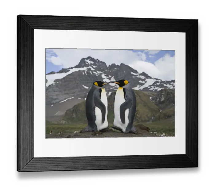 Framed Print : Pair of King Penguins (Aptenodytes patagonicus) on Gold Beach, South Georgia Island Framed Print : Pair of King Penguins (Aptenodytes patagonicus) on Gold Beach, South Georgia Island
