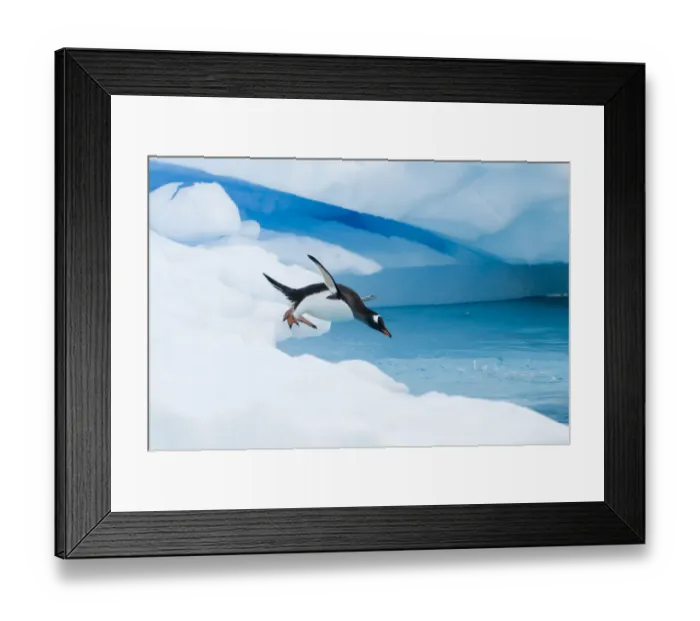 Framed Print : Gentoo penguin (Pygoscelis Papua) jumping off an iceberg, western Antarctic Peninsula Framed Print : Gentoo penguin (Pygoscelis Papua) jumping off an iceberg, western Antarctic Peninsula