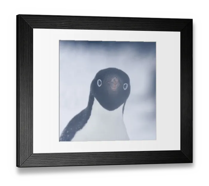 Framed Print : Adelie Penguin (Pygoscelis adeliae), adult in snow storm. Paulet Island, Antarctica Framed Print : Adelie Penguin (Pygoscelis adeliae), adult in snow storm. Paulet Island, Antarctica