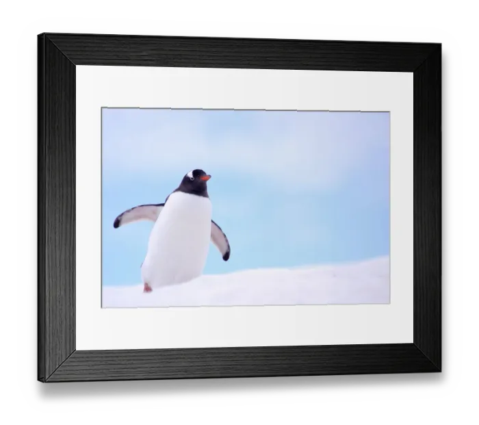 Framed Print : Gentoo Penguin {Pygoscelis papua} on snowline, Antarctica Framed Print : Gentoo Penguin {Pygoscelis papua} on snowline, Antarctica