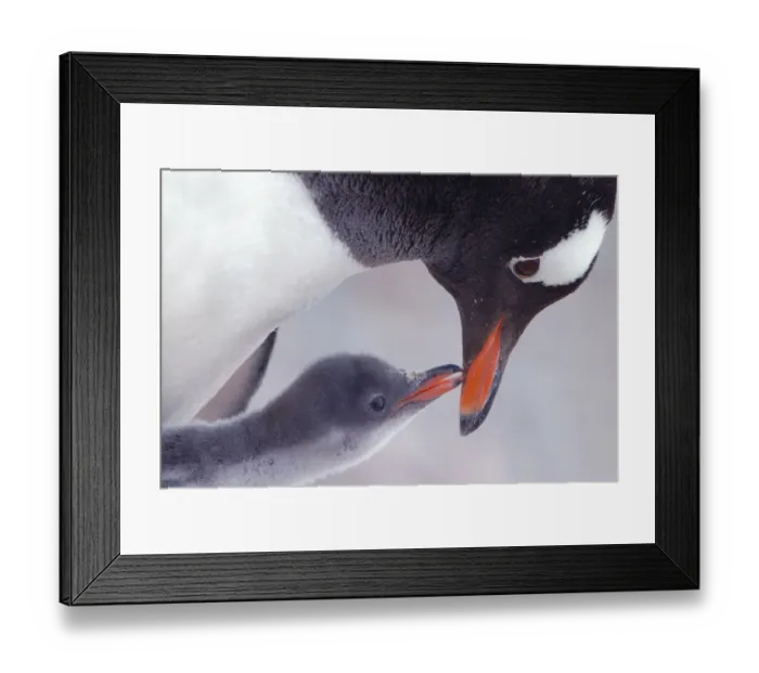Framed Print : Gentoo Penguin {Pygoscelis papua} chick begging parent for food, Antarctica Framed Print : Gentoo Penguin {Pygoscelis papua} chick begging parent for food, Antarctica