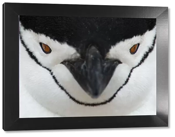 Chinstrap Penguin {Pygoscelis antarctica} face portrait, Antarctica