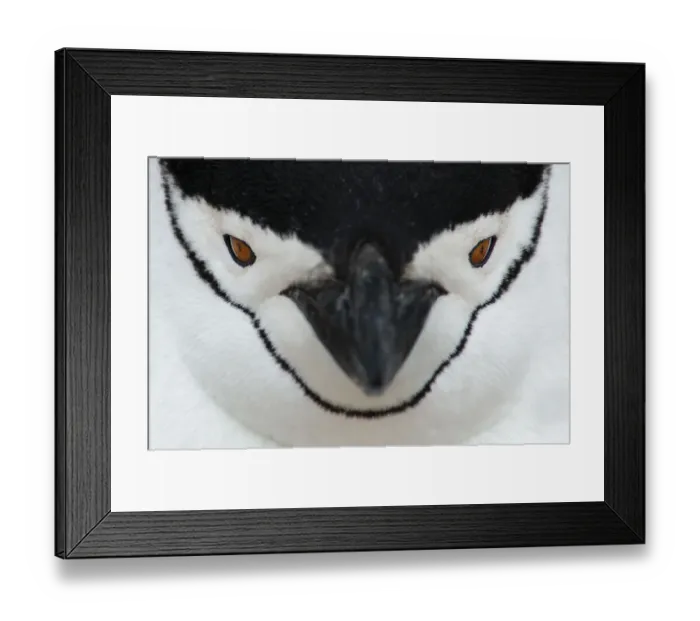 Framed Print : Chinstrap Penguin {Pygoscelis antarctica} face portrait, Antarctica Framed Print : Chinstrap Penguin {Pygoscelis antarctica} face portrait, Antarctica
