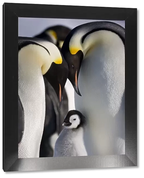 Emperor penguin (Aptenodytes forseteri) with young chick, Snow Hill Island rookery
