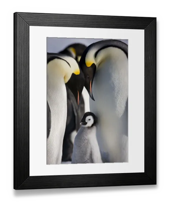 Framed Print : Emperor penguin (Aptenodytes forseteri) with young chick, Snow Hill Island rookery Framed Print : Emperor penguin (Aptenodytes forseteri) with young chick, Snow Hill Island rookery
