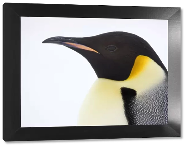 Emperor penguin (Aptenodytes forsteri) portrait, Snow Hill Island rookery, Antarctica