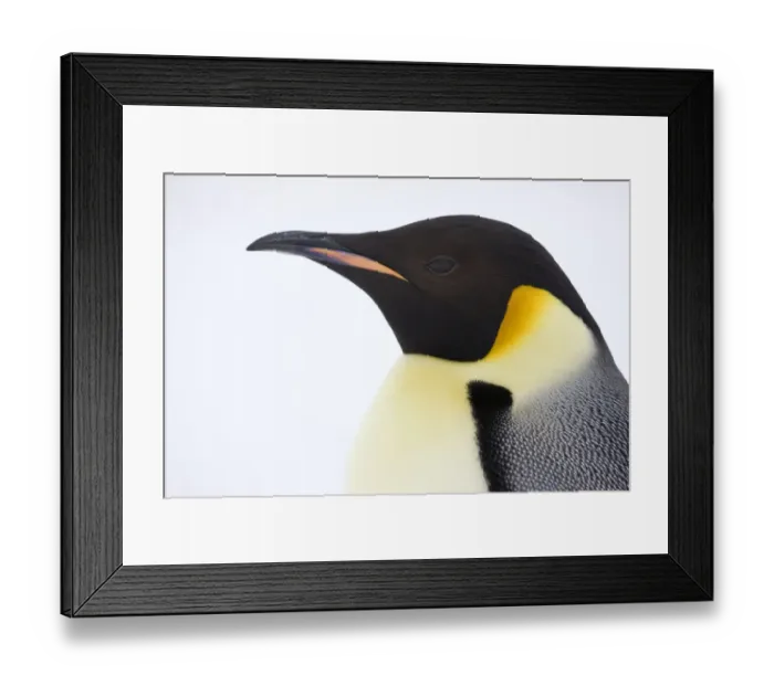 Framed Print : Emperor penguin (Aptenodytes forsteri) portrait, Snow Hill Island rookery, Antarctica Framed Print : Emperor penguin (Aptenodytes forsteri) portrait, Snow Hill Island rookery, Antarctica