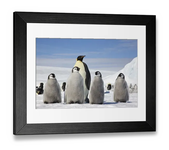 Framed Print : Emperor penguin (Aptenodytes forsteri) four chicks and an adult, Snow Hill Island rookery Framed Print : Emperor penguin (Aptenodytes forsteri) four chicks and an adult, Snow Hill Island rookery