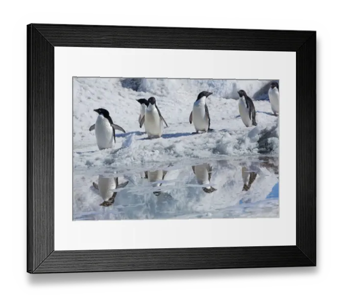 Framed Print : Adelie penguins (Pygoscelis adeliae) Cape Adare, Antarctica, December Framed Print : Adelie penguins (Pygoscelis adeliae) Cape Adare, Antarctica, December