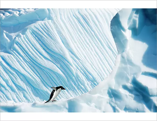 RF- Adelie Penguin (Pygoscelis adeliae) on iceberg. Yalour Islands, Antarctic Peninsula, Antarctica. February