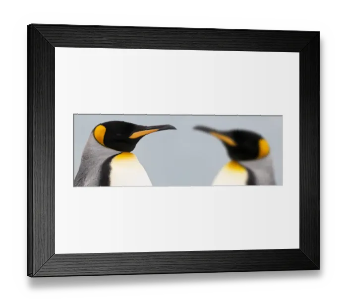Framed Print : King Penguins (Aptenodytes patagonicus) head portraits, on the beach at Salisbury Plain Framed Print : King Penguins (Aptenodytes patagonicus) head portraits, on the beach at Salisbury Plain