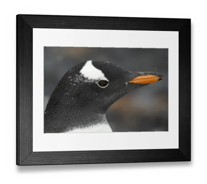 Framed Print : Gentoo penguin (Pygoscelis papua) portrait, Antarctica Framed Print : Gentoo penguin (Pygoscelis papua) portrait, Antarctica