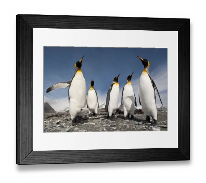 Framed Print : Five King Penguins (Aptenodytes patagonicus) standing together on the beach at Salisbury Plain Framed Print : Five King Penguins (Aptenodytes patagonicus) standing together on the beach at Salisbury Plain