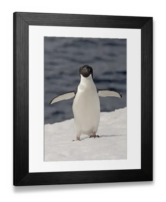 Framed Print : Adelie Penguin (Pygoscelis adeliae) flapping its flippers to cool down, Cuverville Island Framed Print : Adelie Penguin (Pygoscelis adeliae) flapping its flippers to cool down, Cuverville Island