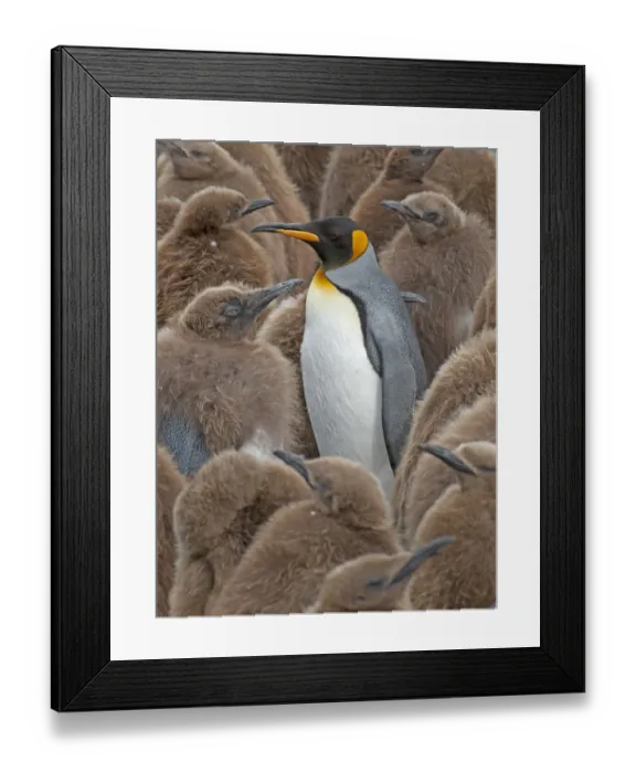 Framed Print : King Penguin (Aptenodytes patagonicus) adult standing amongst colony of chicks, Gold Harbor Framed Print : King Penguin (Aptenodytes patagonicus) adult standing amongst colony of chicks, Gold Harbor