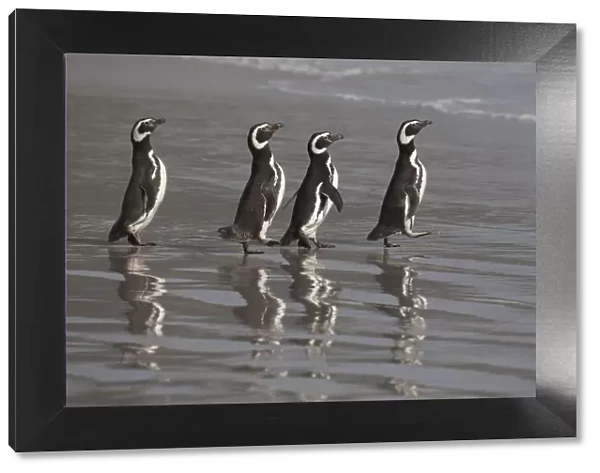 Magellanic Penguins (Spheniscus magellanicus)marching to the sea, Saunders Island