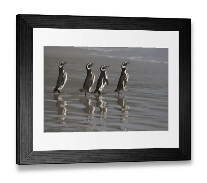 Framed Print : Magellanic Penguins (Spheniscus magellanicus)marching to the sea, Saunders Island Framed Print : Magellanic Penguins (Spheniscus magellanicus)marching to the sea, Saunders Island