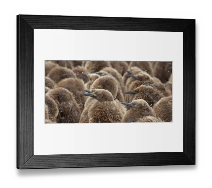 Framed Print : King Penguin chicks (Aptenodytes patagonicus) huddling together in blowing snow for Framed Print : King Penguin chicks (Aptenodytes patagonicus) huddling together in blowing snow for