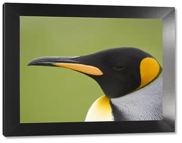 King Penguin (Aptenodytes patagonicus) head portrait in profile, Saint Andrews Bay