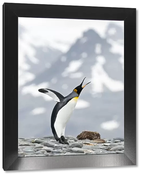 King Penguin (Aptenodytes patagonicus) displaying on the beach front. Salisbury Plain