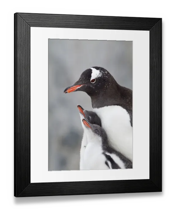 Framed Print : Gentoo Penguin (Pygoscelis papua) with two large chicks Framed Print : Gentoo Penguin (Pygoscelis papua) with two large chicks