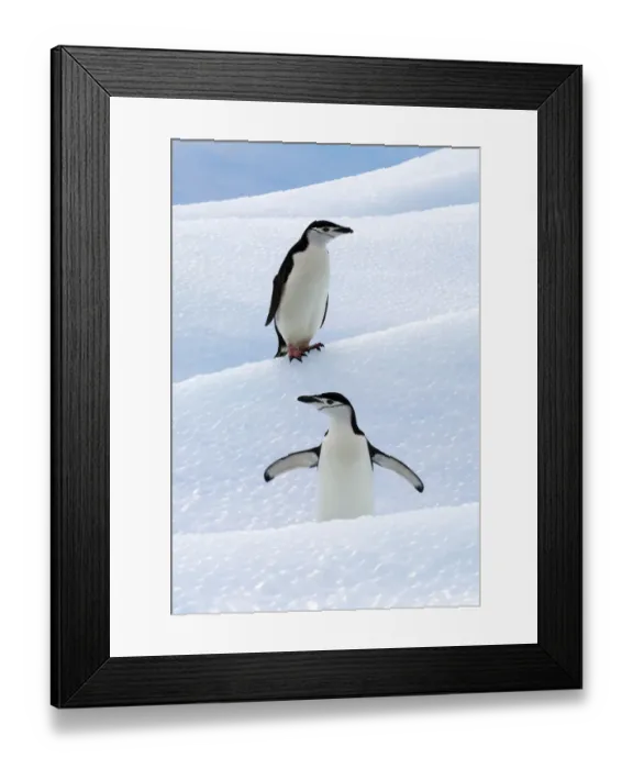 Framed Print : Chinstrap Penguins (Pygoscelis antarcticus) standing on ice. South Shetland Islands Framed Print : Chinstrap Penguins (Pygoscelis antarcticus) standing on ice. South Shetland Islands