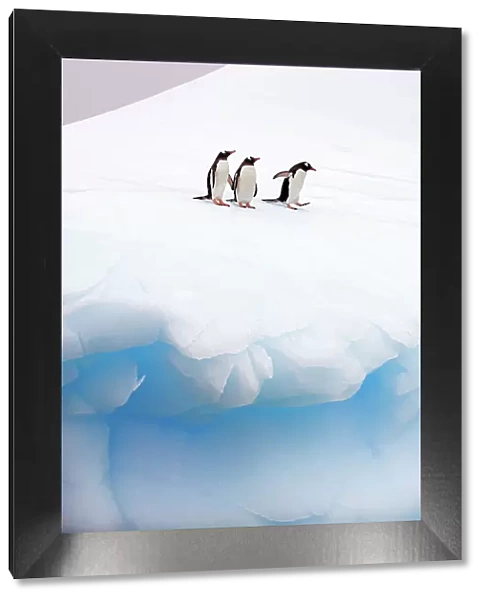 Three Gentoo Penguins (Pygoscelis papua) standing at the edge of sea ice. Antarctic Peninsula, January. Book plate from Mark Carwardine's Ultimate Wildlife Experiences