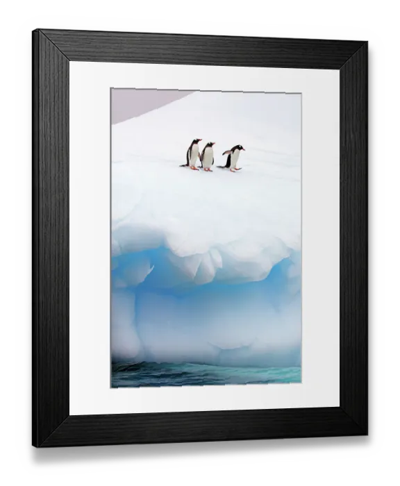 Framed Print : Three Gentoo Penguins (Pygoscelis papua) standing at the edge of sea ice. Antarctic Peninsula, January. Book plate from Mark Carwardine's Ultimate Wildlife Experiences Framed Print : Three Gentoo Penguins (Pygoscelis papua) standing at the edge of sea ice. Antarctic Peninsula, January. Book plate from Mark Carwardine's Ultimate Wildlife Experiences