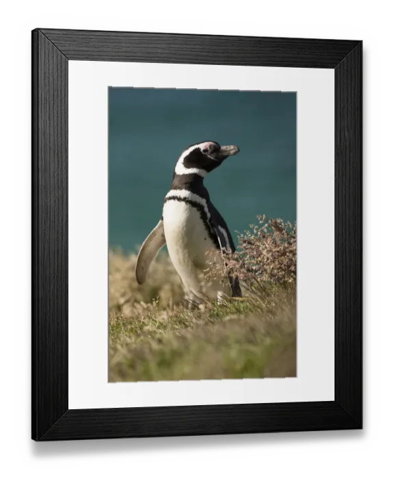 Framed Print : Magellanic Penguin (Spheniscus magellanicus) portrait in grass, New Island, Falkland Framed Print : Magellanic Penguin (Spheniscus magellanicus) portrait in grass, New Island, Falkland