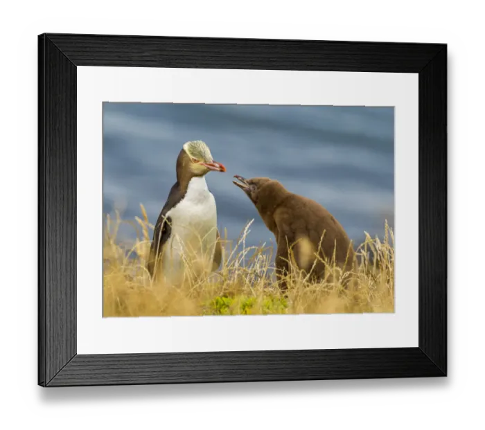 Framed Print : Yellow-eyed Penguin (Megadyptes antipodes) or Hoiho with chick. Katiki Point, Moeraki Framed Print : Yellow-eyed Penguin (Megadyptes antipodes) or Hoiho with chick. Katiki Point, Moeraki