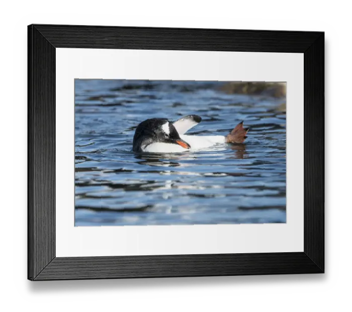 Framed Print : Gentoo Penguin (Pygoscelis papua) relaxing and preening in low tide pool on shoreline Framed Print : Gentoo Penguin (Pygoscelis papua) relaxing and preening in low tide pool on shoreline