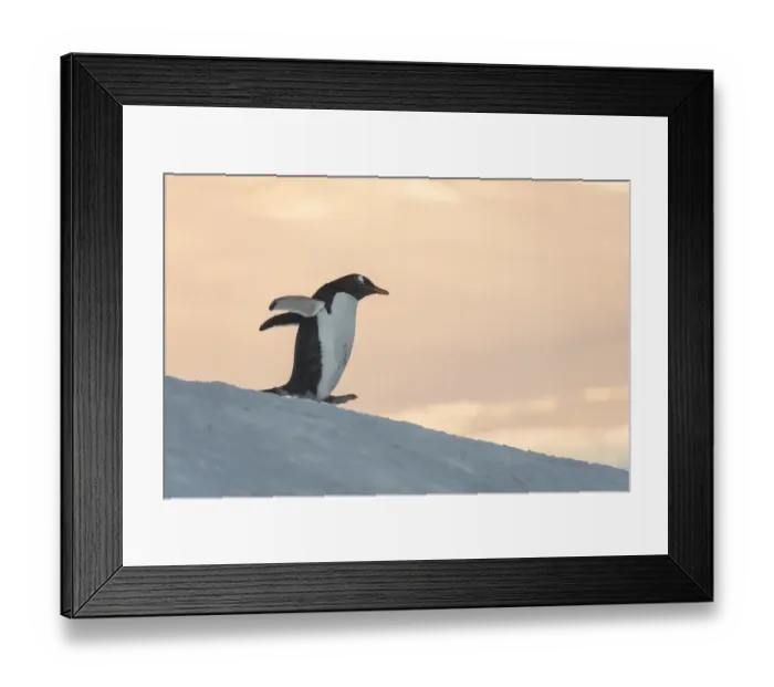 Framed Print : Gentoo Penguin (Pygoscelis papua) Wiencke Island, Antarctic Peninsula, Antarctica Framed Print : Gentoo Penguin (Pygoscelis papua) Wiencke Island, Antarctic Peninsula, Antarctica