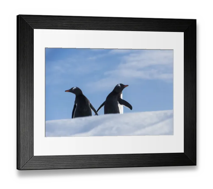 Framed Print : Gentoo Penguin (Pygoscelis papua) penguins on a floating iceberg, Antarctic Peninsula