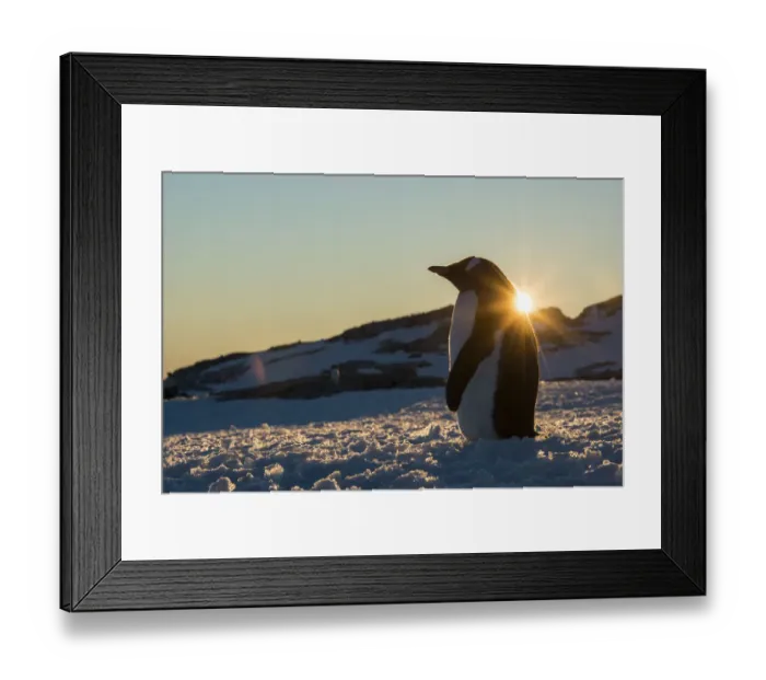 Framed Print : Gentoo Penguin (Pygoscelis papua) standing with sunset behind, Petermann Island Framed Print : Gentoo Penguin (Pygoscelis papua) standing with sunset behind, Petermann Island