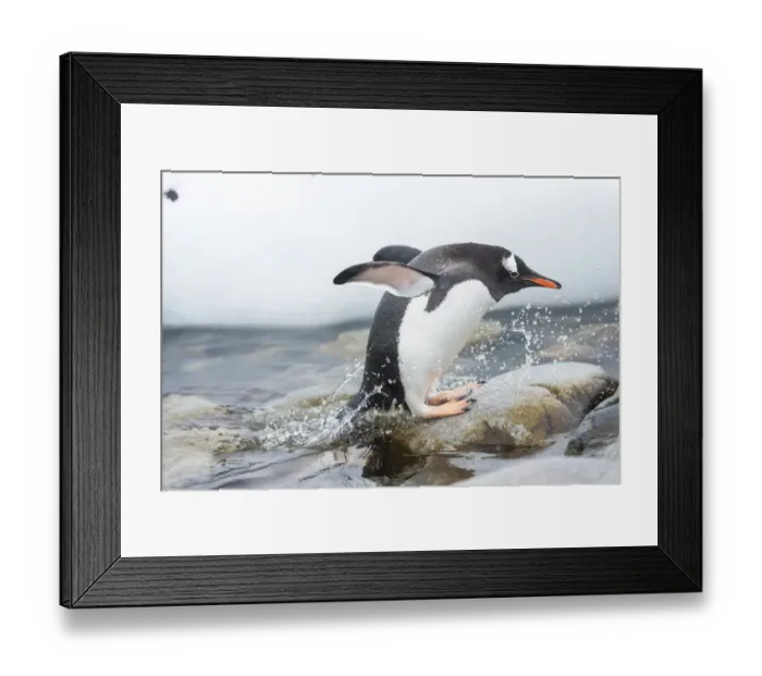 Framed Print : Gentoo Penguin (Pygoscelis papua) coming out of the sea, Cuverville Island, Antarctic Peninsula Framed Print : Gentoo Penguin (Pygoscelis papua) coming out of the sea, Cuverville Island, Antarctic Peninsula