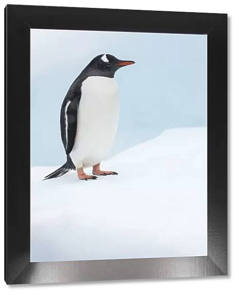 Gentoo Penguin (Pygoscelis papua) Cuverville Island, Antarctic Peninsula, Antarctica
