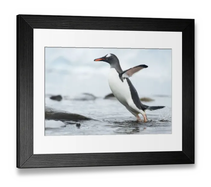 Framed Print : Gentoo Penguin (Pygoscelis papua) in rock pool, Cuverville Island, Antarctic Peninsula Framed Print : Gentoo Penguin (Pygoscelis papua) in rock pool, Cuverville Island, Antarctic Peninsula