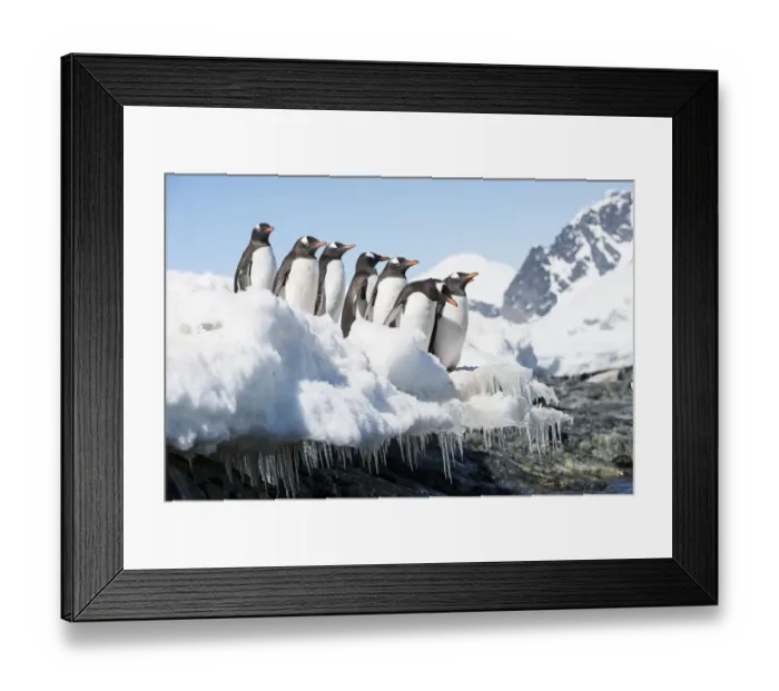 Framed Print : Gentoo Penguin (Pygoscelis papua) group travelling out to sea, Cuverville Island Framed Print : Gentoo Penguin (Pygoscelis papua) group travelling out to sea, Cuverville Island
